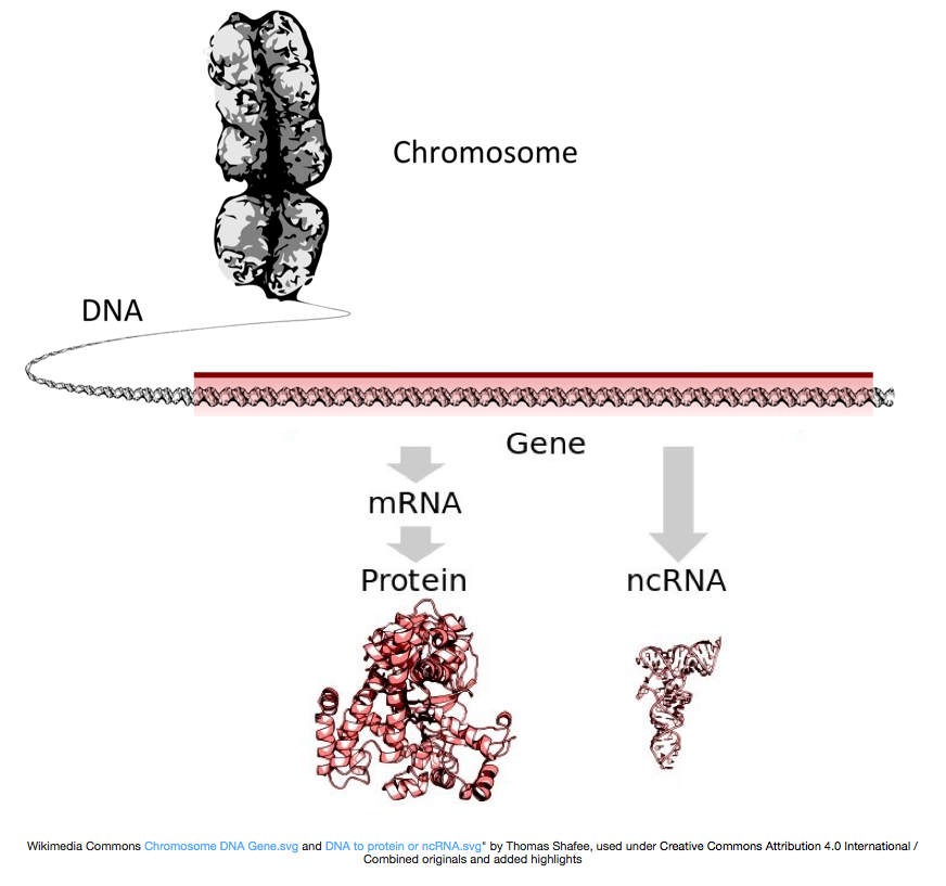 Gene Products