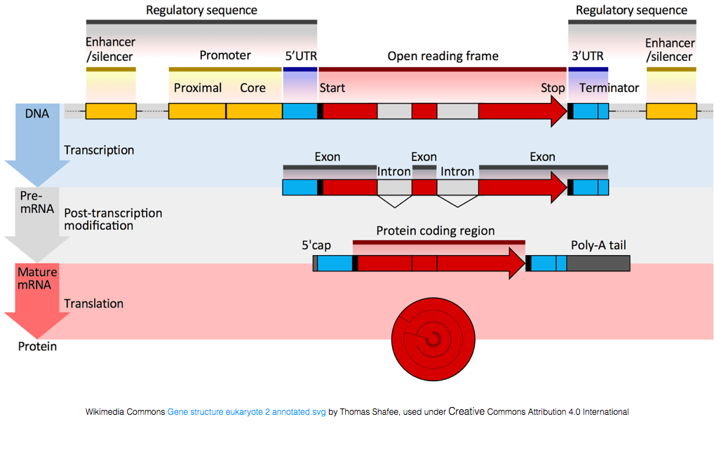 Gene Structure