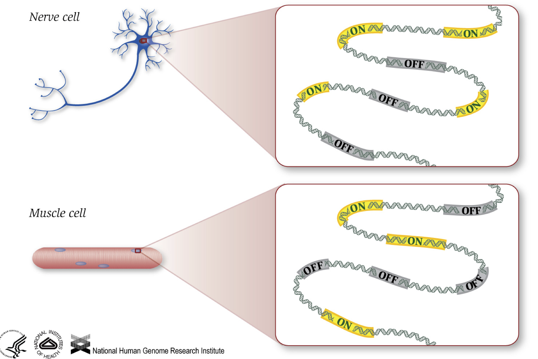 Gene Expression in Cells