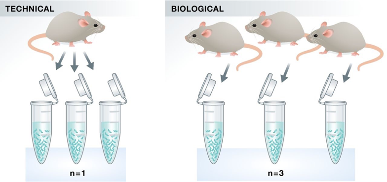 Biological Replicates